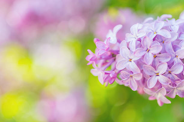 Lilás flores close-up - foto de acervo