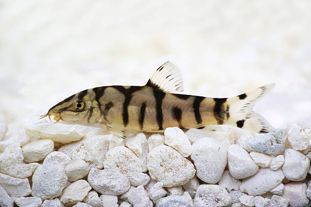 Yoyo loach Almora loach or Pakistani loach, Catfish Botia almorhae Yoyo loach Almora loach or Pakistani loach, Catfish Botia almorhae wels catfish stock pictures, royalty-free photos & images