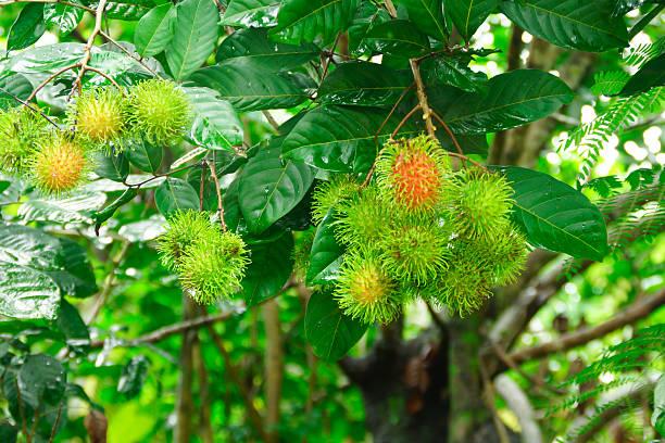 Fresh Rambutan; Exotic Fruit in Thailand in Orchard