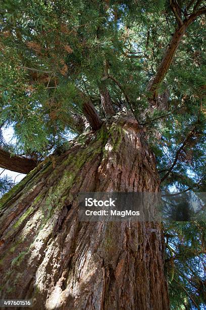 Ancient Ones Stock Photo - Download Image Now - 2015, California, Coniferous Tree