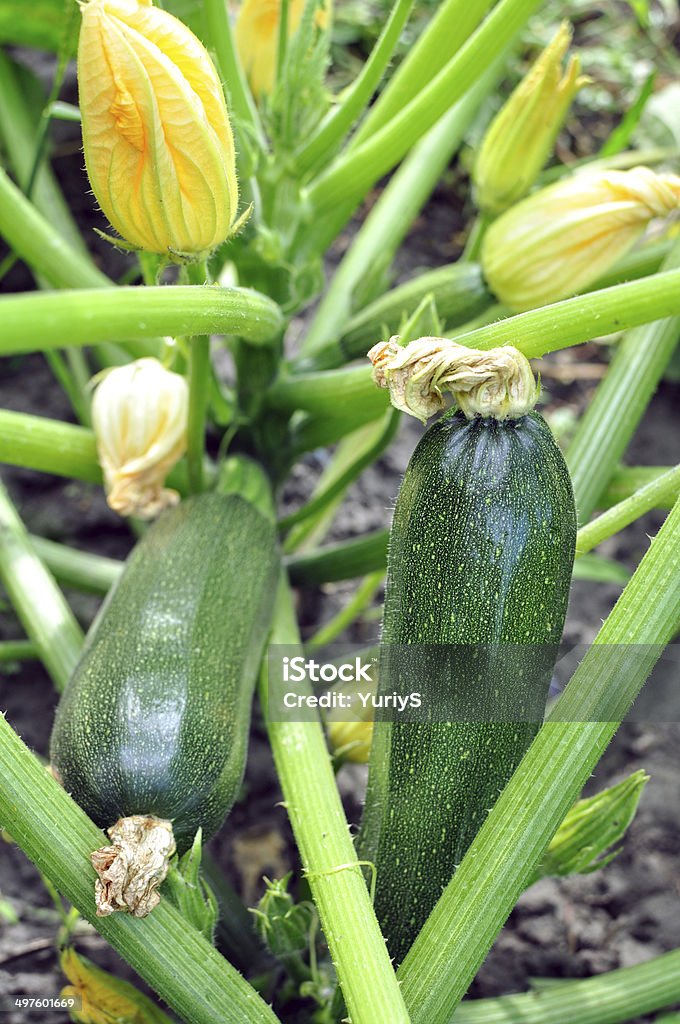 close-up of flowering zucchini flowering zucchini in the vegetable garden Agriculture Stock Photo