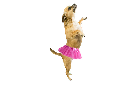A dancing ballerina Chihuahua dog.