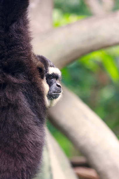 istock White-cheeked gibbon, Northern white-cheeked gibbon 497601719