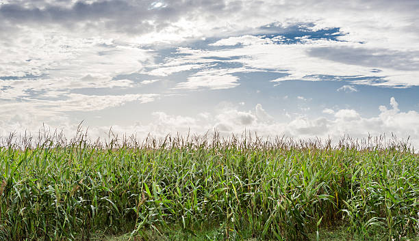 istock Field of healthly corn. 497604992