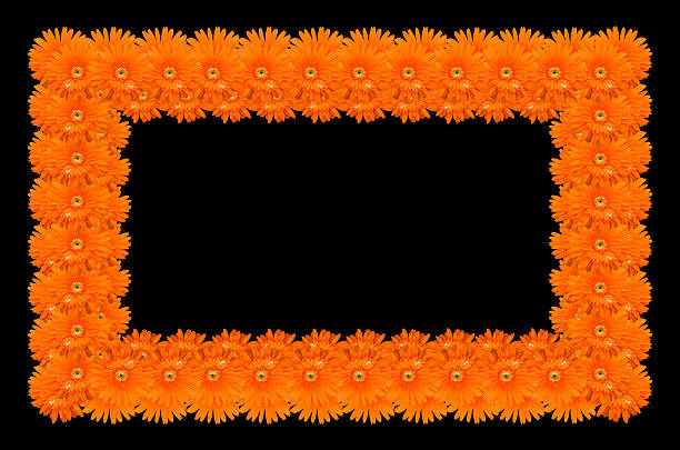 istock frame made of gerbera flower isolated on black background 497605348