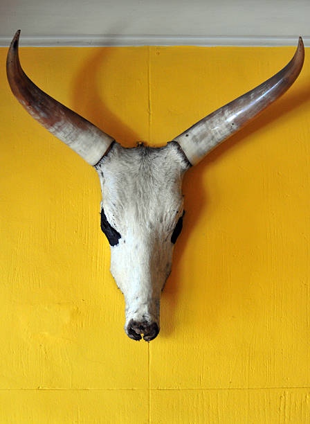 istock Antananarivo, Madagascar: zebu head with horns on wall 497607990