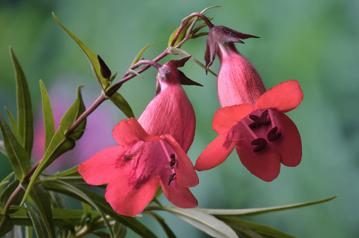 Floral study of a red bell shape Penstemon flowers.