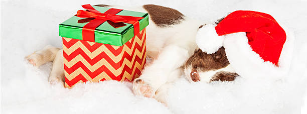 istock Springer Spaniel Puppy Wearing Santa Hat While Sleeping By Gifts 497610622