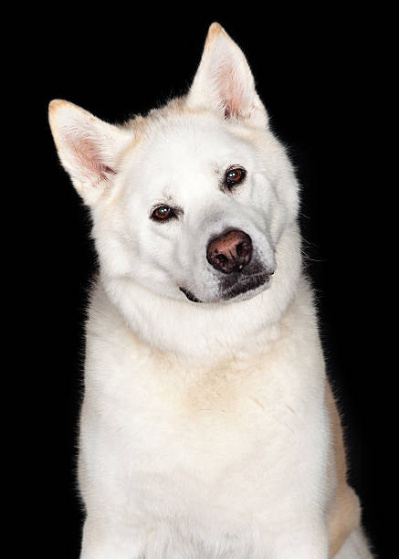 istock Portrait Of Akita Dog 497610972