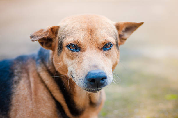 istock Dog and puppy 497611390