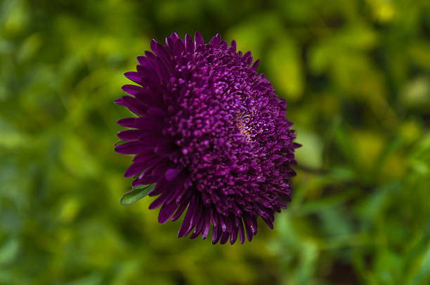 Violet aster flower. stock photo