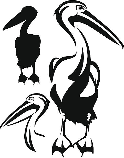 pelican pelican bird black and white outline - vector collection of bird head design and silhouette pelican silhouette stock illustrations
