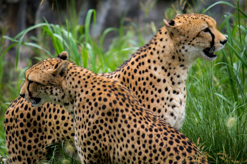 two cheetahs posing and looking in different directions