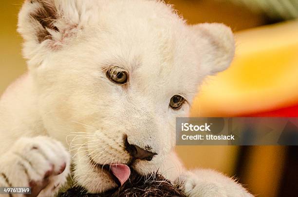Photo libre de droit de Blanc Lionceau banque d'images et plus d'images libres de droit de Afrique - Afrique, Albinos, Animal femelle