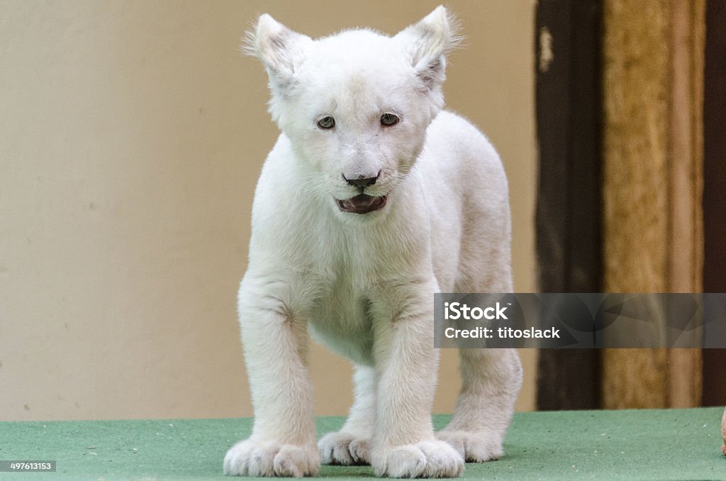 Cachorro de león blanco - Foto de stock de Cachorro - Animal salvaje libre de derechos