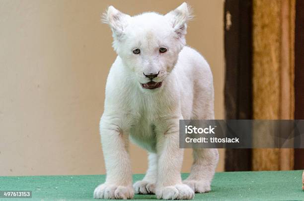 Cachorro De León Blanco Foto de stock y más banco de imágenes de Cachorro - Animal salvaje - Cachorro - Animal salvaje, León blanco, Albino