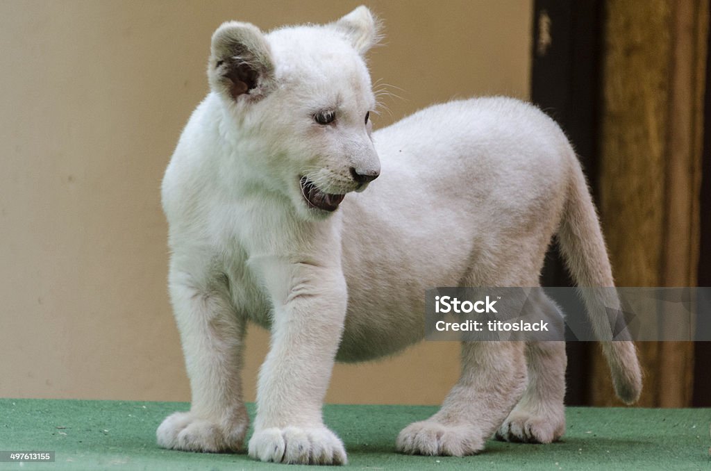 ホワイトのライオン Cub - うろつくのロイヤリティフリーストックフォト