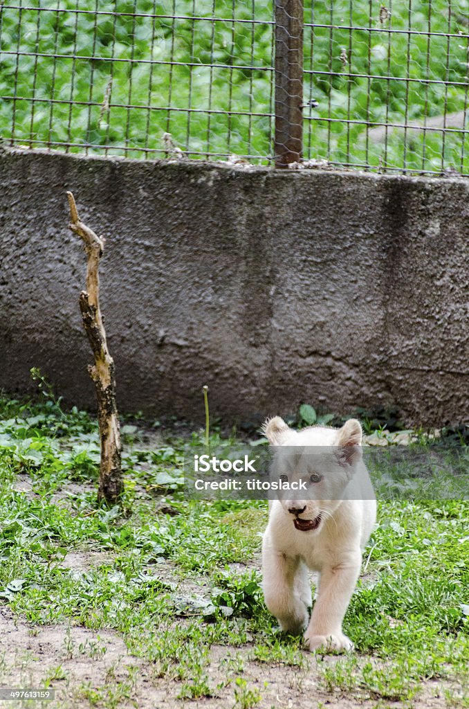 Cachorro de león blanco - Foto de stock de Albino libre de derechos