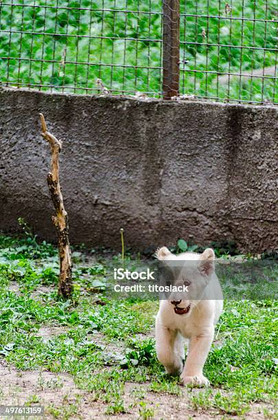 Cachorro De León Blanco Foto de stock y más banco de imágenes de Albino - Albino, Almohadillas - Pata de animal, Animal