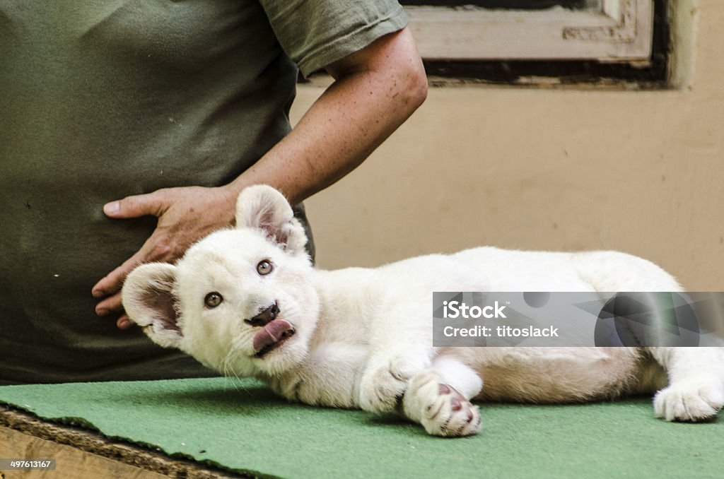 Blanc Lionceau - Photo de Lion blanc libre de droits