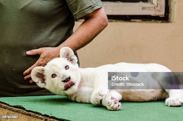 Photo libre de droit de Blanc Lionceau banque d'images et plus d'images libres de droit de Lion blanc - Lion blanc, Afrique, Albinos