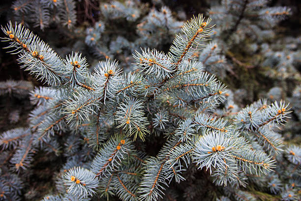ramas de abeto del colorado azul - spruce tree colorado blue blue spruce fotografías e imágenes de stock