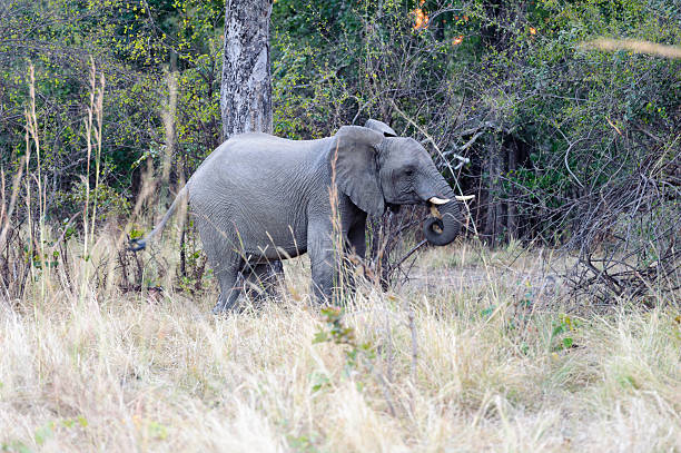 クローズアップ写真のアフリカゾウのカフエ nationalpark - animal close up elephant animal eye ストックフォトと画像