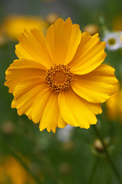 bela flor amarela coreopsis grande - close to moving up single flower flower imagens e fotografias de stock