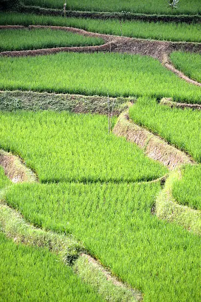 green ricefield that found many in asian countries