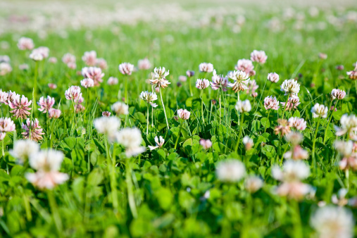 White petaled clover rise up amongst the bright green grass of a field in Spring. Shallow depth of field created copy space.