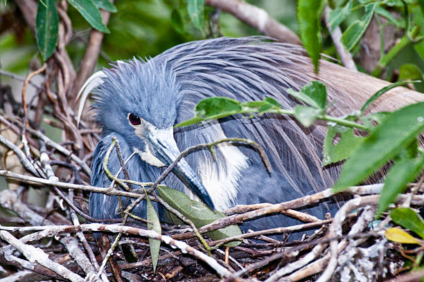Tri Colored Heron on Nest stock photo