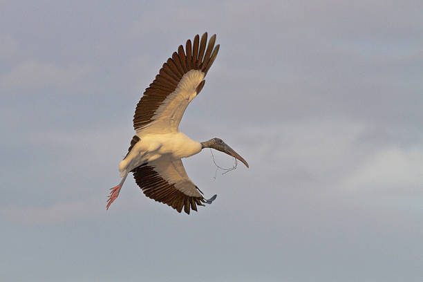 Wood Stork Landing stock photo