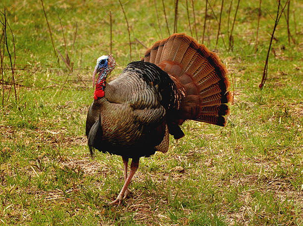 Turkey In the Wild stock photo
