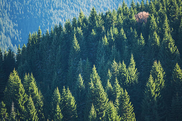 Spruce Forest