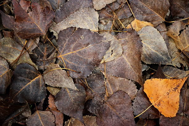 istock Colorful Autumn Leaves 497614968