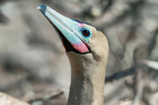istock Red-footed Booby in Genovesa island 497615079