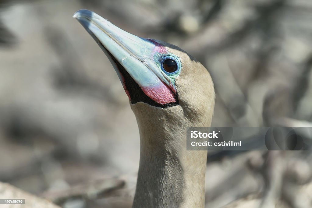 Red-footed Booby w Genovesa island - Zbiór zdjęć royalty-free (Ameryka)