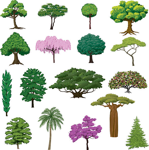 ustaw sightly drzewa - egzotyczne drzewo obrazy stock illustrations