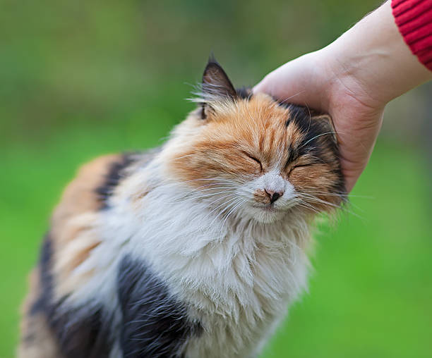 istock Human hand scratching a cat with love 497615271
