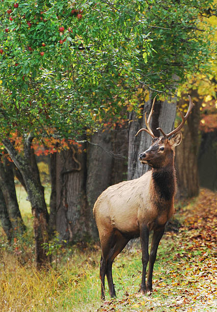Elk In The Wild In Front Of Apple Tree stock photo