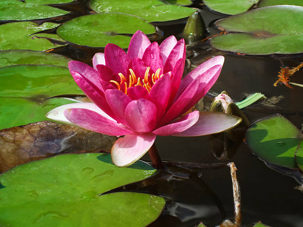 istock Close-up single pink water-lily in the water 497615492