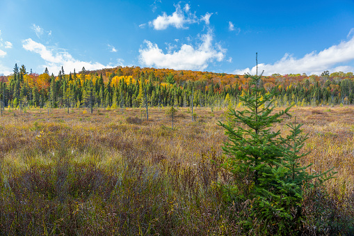 Beaver Meadow in Autumn - Algonquin Provincial Park, Ontario, Canada