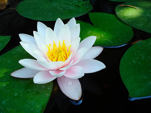 istock Close-up single white water-lily in the water 497615658