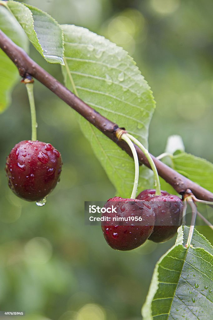 Cherries on the tree Close up of cherries on the tree after raining with water drops on the fruitsClose up of cherries on the tree after raining with water drops on the fruitsClose up of cherries on the tree after raining with water drops on the fruits Agriculture Stock Photo