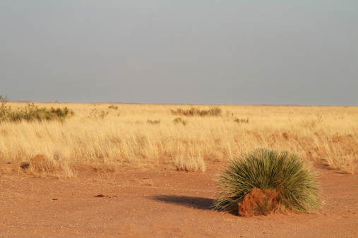 Dried grass in a hot Texas desert landscape. Slate grey sky and barely visible hills in the far distant horizon. Drought conditions.