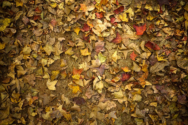 istock Dry leaves fallen on the ground. 497615965