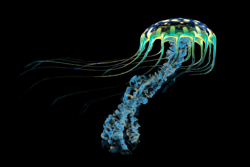 An iridescent blue jellyfish has trailing stinging tentacles to subdue its prey.