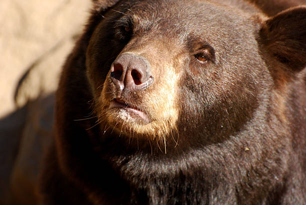 North American Bear Close Up of Face stock photo