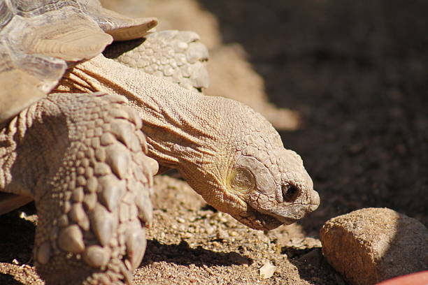 deserttortoise - desert tortoise foto e immagini stock