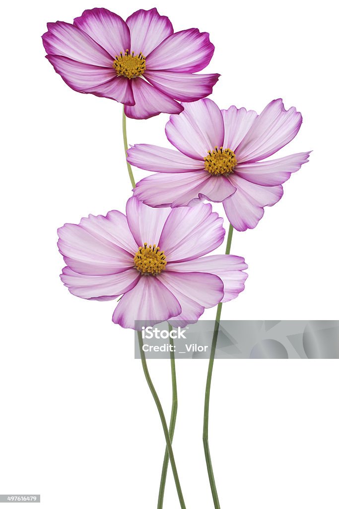 Cosmos 코스모스에 대한 스톡 사진 및 기타 이미지 - 코스모스, 꽃-식물, 컷아웃 - Istock